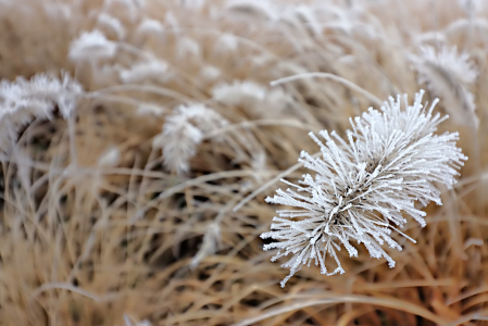 Frozen