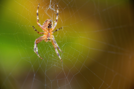 Spidey