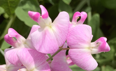 sweet pea