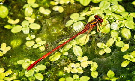 Dragonfly in red
