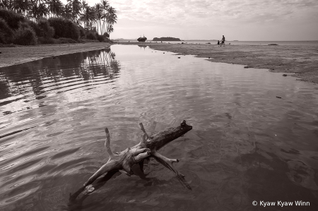 The Dead Tree. at Beach