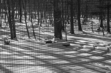 Winter's Snow