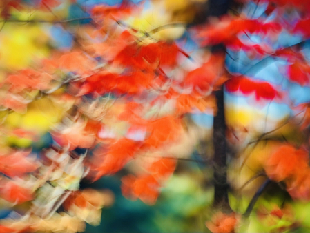 Autumn Tree Abstract 