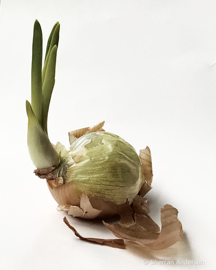 Sprouted