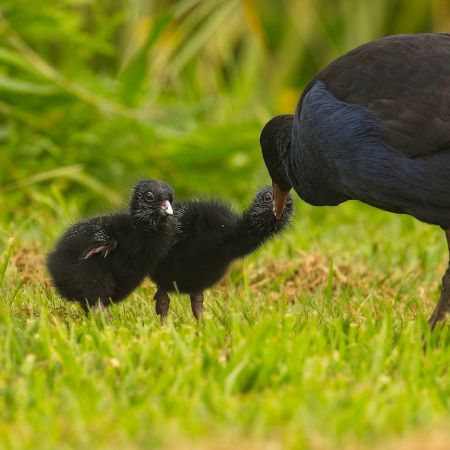 Feeding two