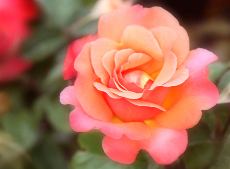 bicolor rose