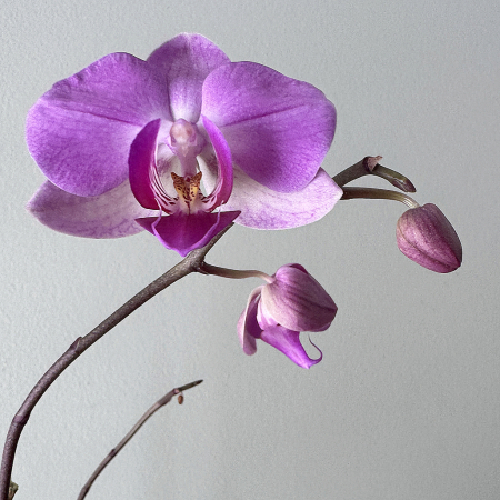 Orchid Blood