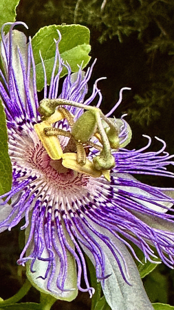 Passion flower 