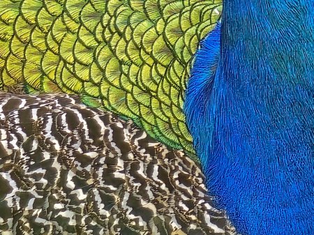 Colors of Peacock
