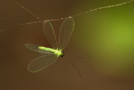 One-day fly catched