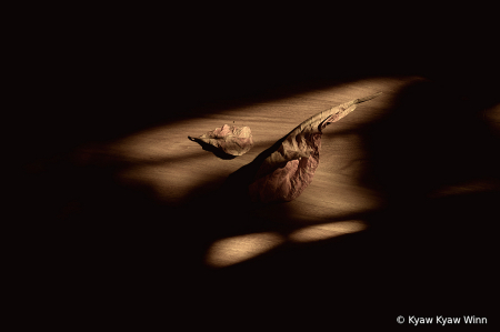 Light, Shadow and Leaves 