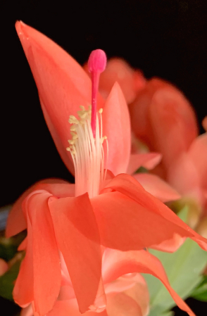 Christmas cactus 