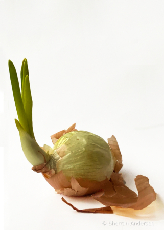 Outie Sprouty