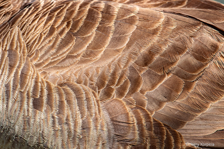 Canada Goose