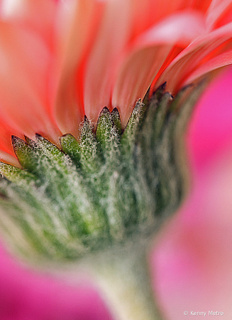 Macro Moment