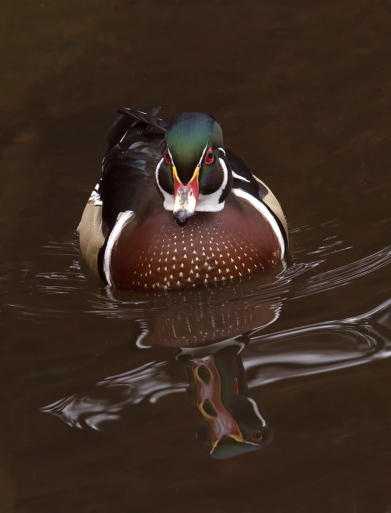 Woodduck Reflection