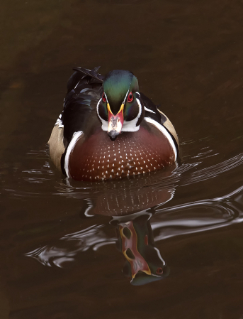 Woodduck Reflection