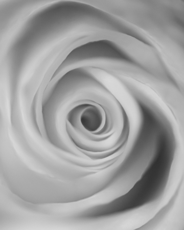 rose swirls