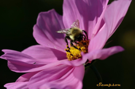 Bee Being