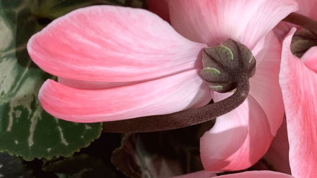 pink clematis 