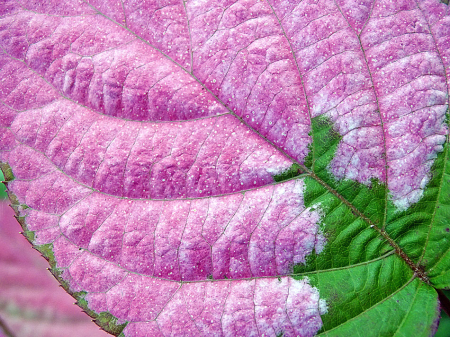 A Vivid Pink