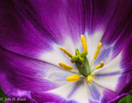 Study of a Purple Tulip