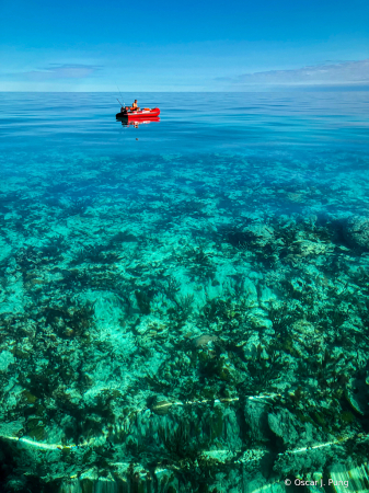 Fishing Over Coral