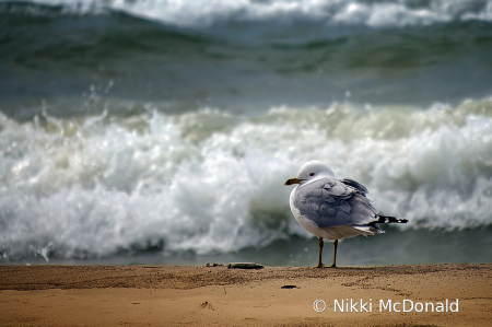 Gull on the Beach