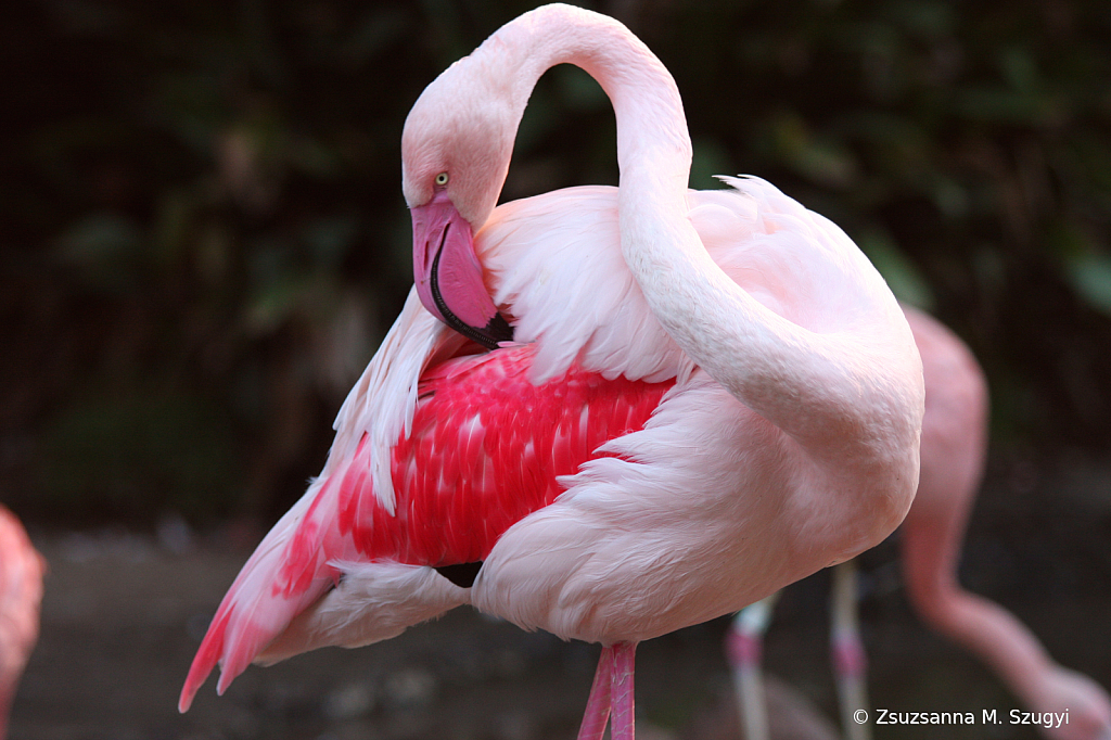 Flamingo