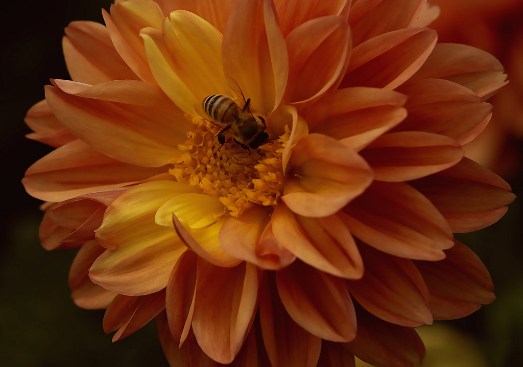 Dahlia and Bug