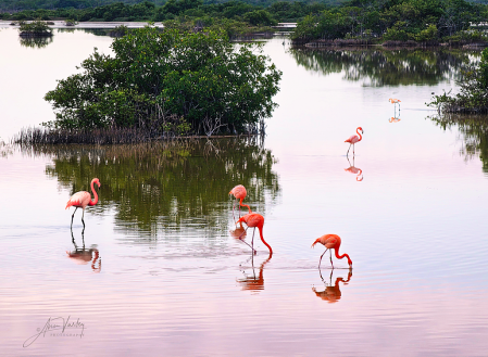 A Blush of Pink