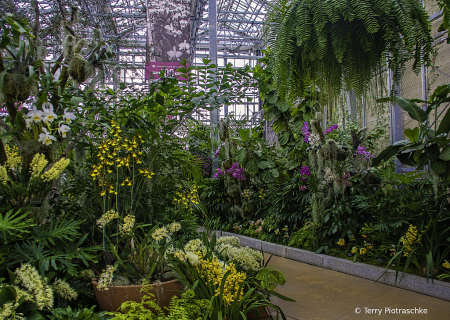 Missouri Botanical Orchid Show