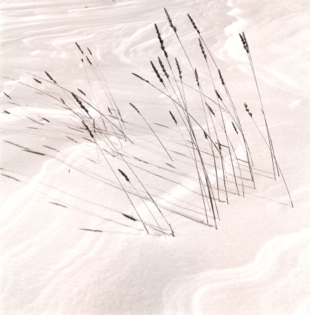 Reeds on snowy field.