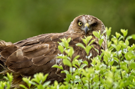 Hawk