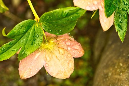 Hellebores after Rain