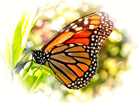 Butterfly beauty