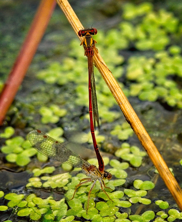 Dragonflies together