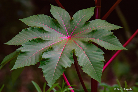 State Botanical Garden of Georgia