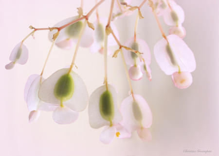 Begonia Blossoms
