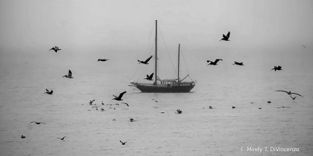 Foggy Morning on Scorpion Bay