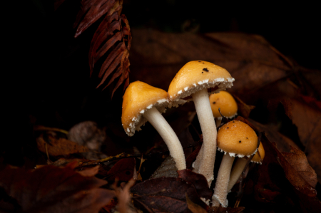 Shrooms