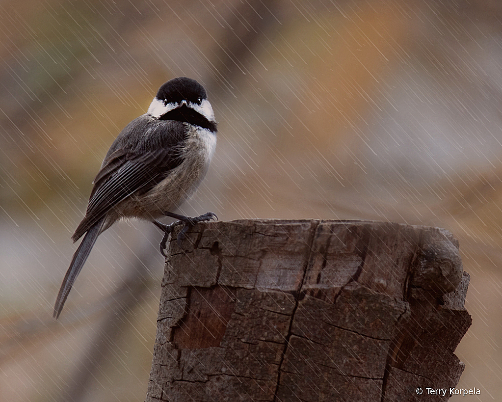 Carolina Chickadee