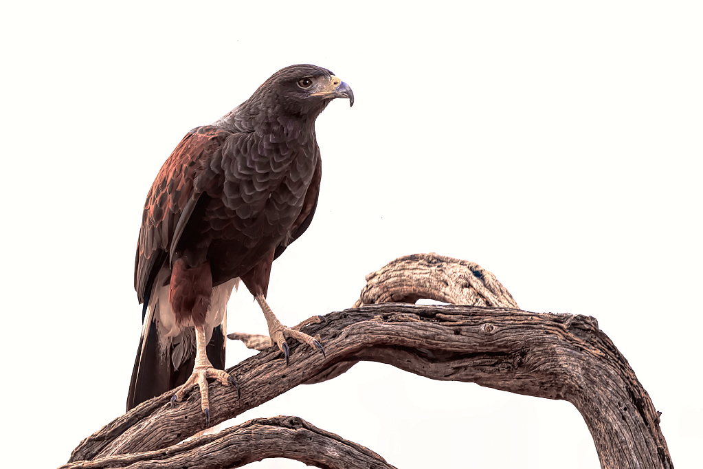 Harris Hawk 