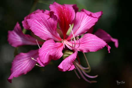 Pink Beauty