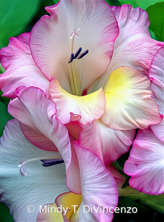 Gladiola