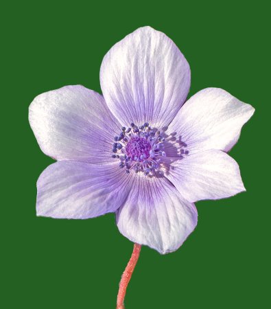 Anemone.