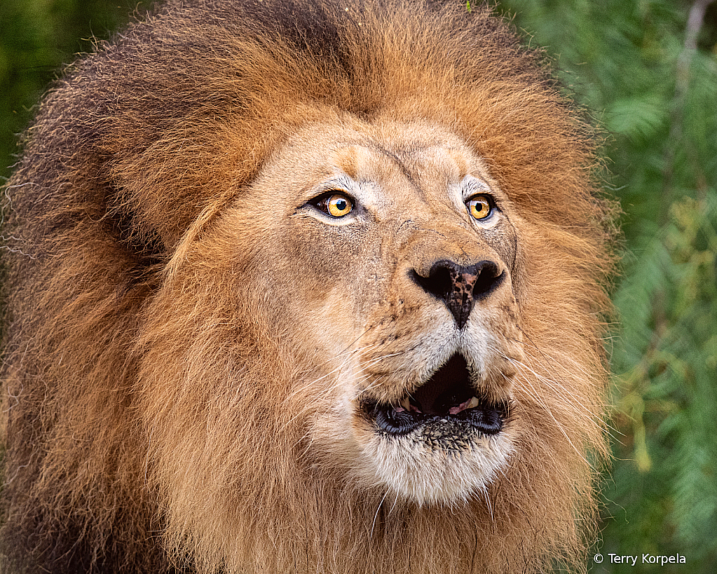 Lion