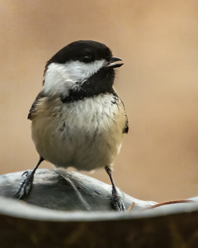 My Little Chickadee