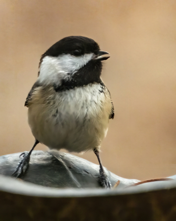 My Little Chickadee