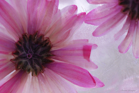 Pink Daisies in Ice